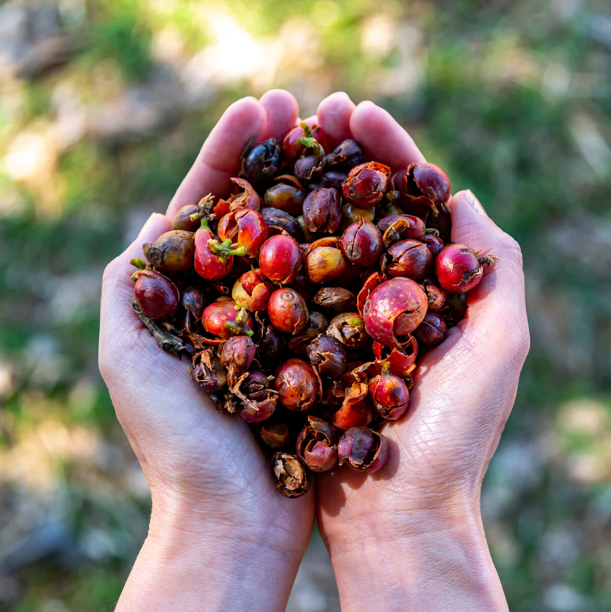 Cascara Tea 100g - Coffee Cherry Tea - Image 5